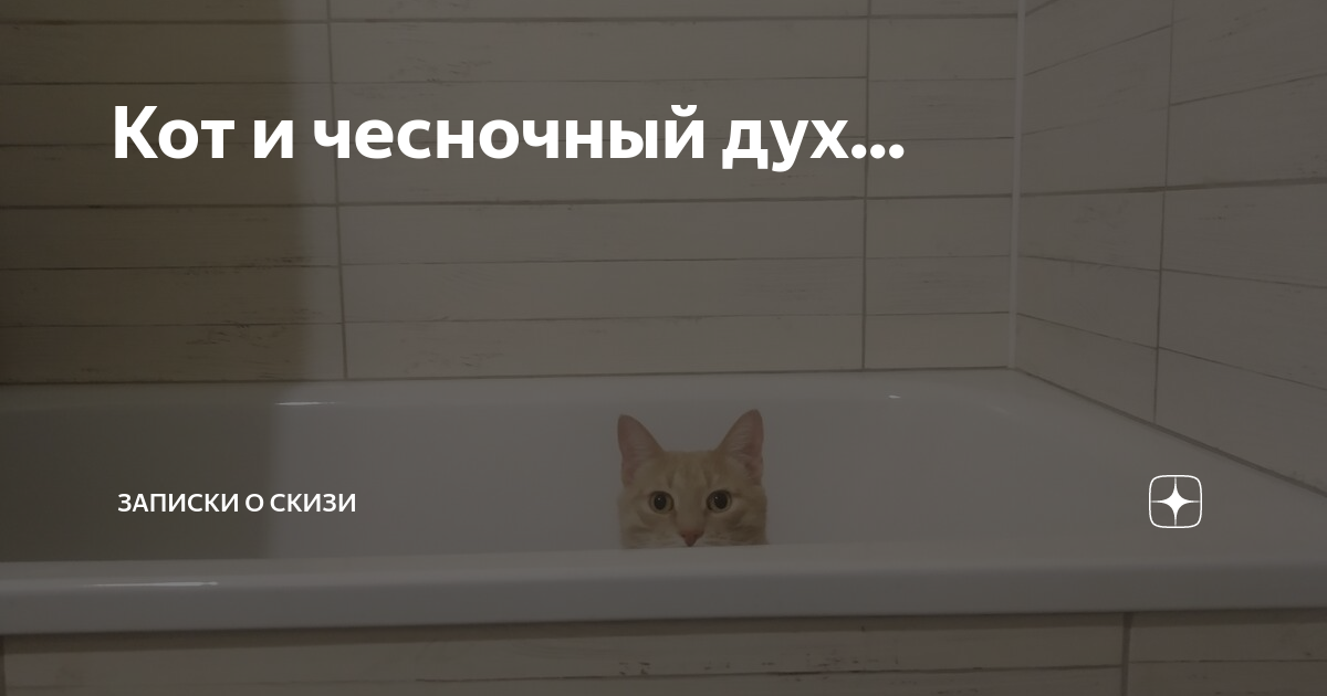 Скизи мазанкин кот дзен. Скизи дзен. Скизи Мазанкин. Записки про кота Скизи. Скизи Мазанкин кот.