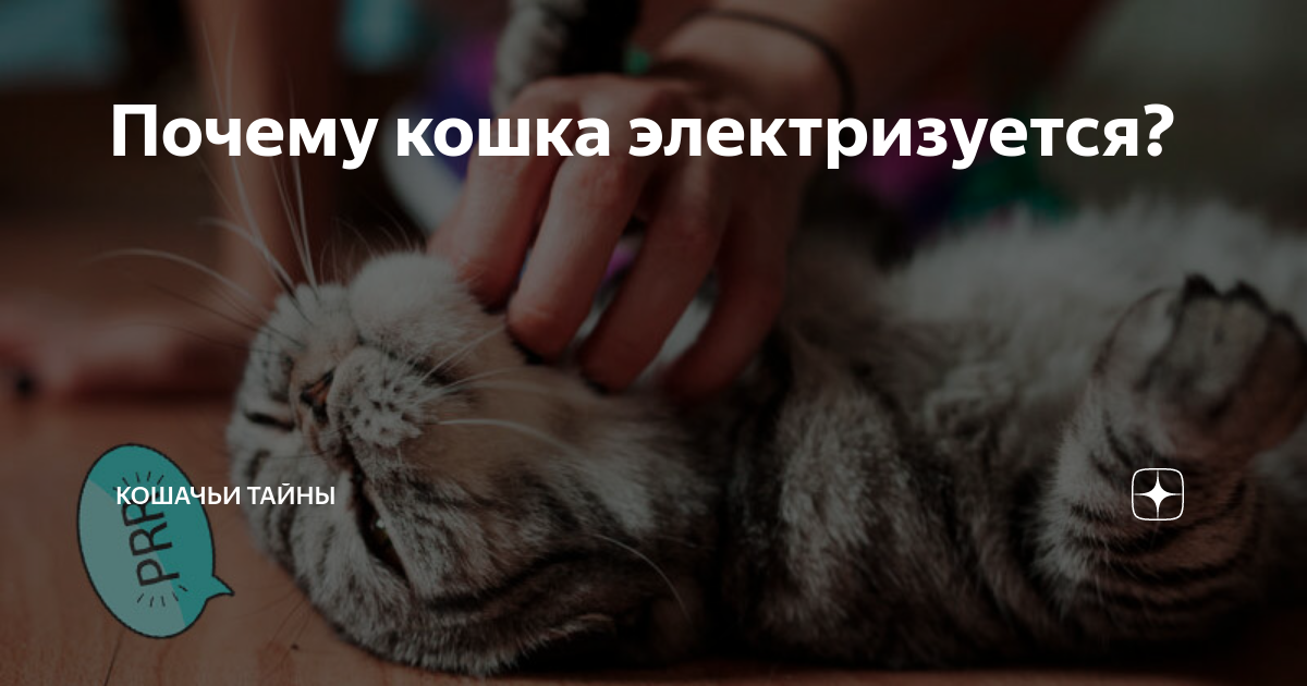 Ответы tatneftoil.ru: у кота электризуется шерсть. что делать?