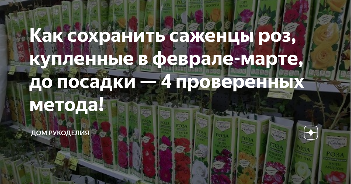 Как сохранить саженцы купленные в феврале