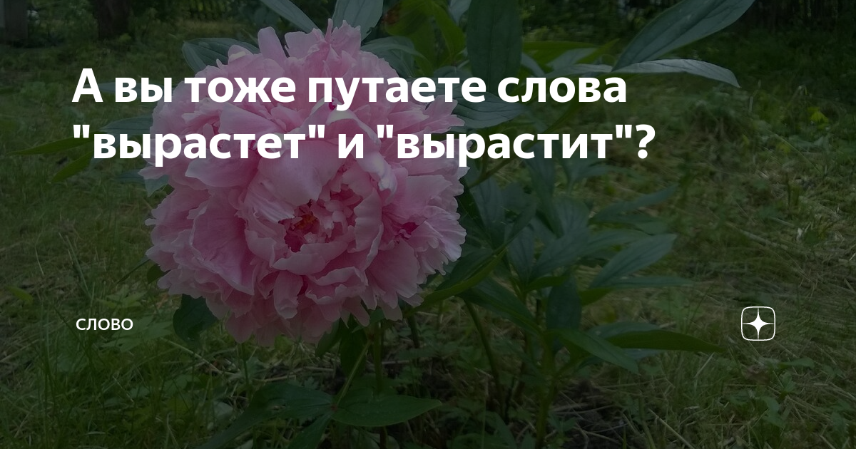 А вы тоже путаете слова "вырастет" и "вырастит"? | Слово | Дзен