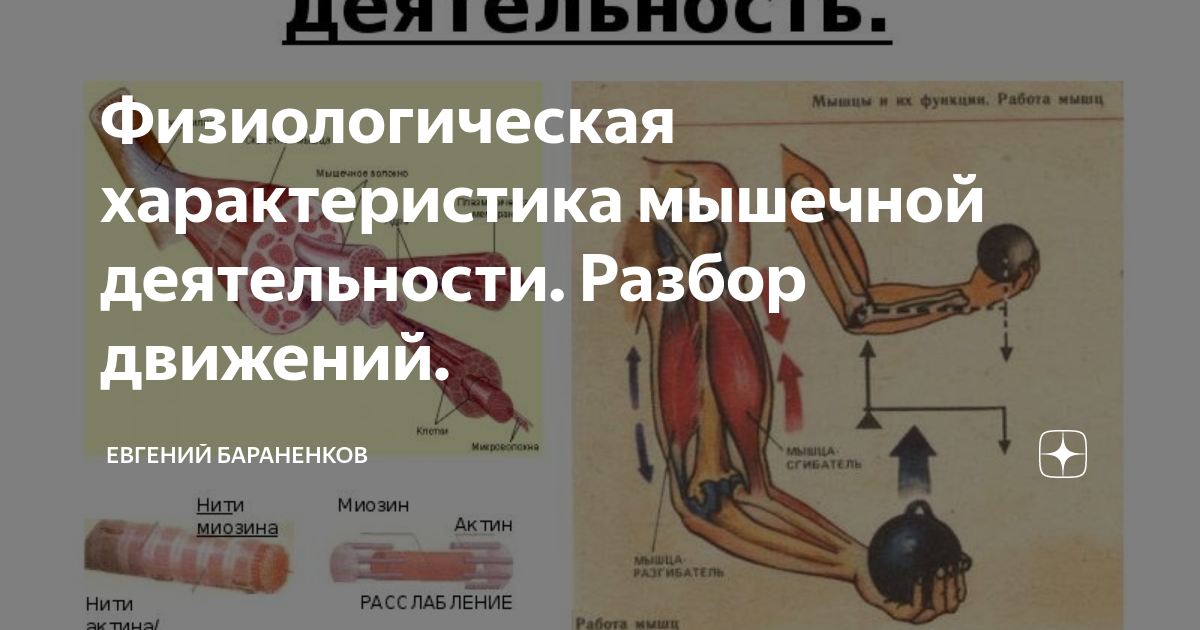 особенности строения мышечной системы. механизмы энергообеспечения мышечной деятельности. характеристика мышечной работы. работа мышц человека. режимы работы мышц.