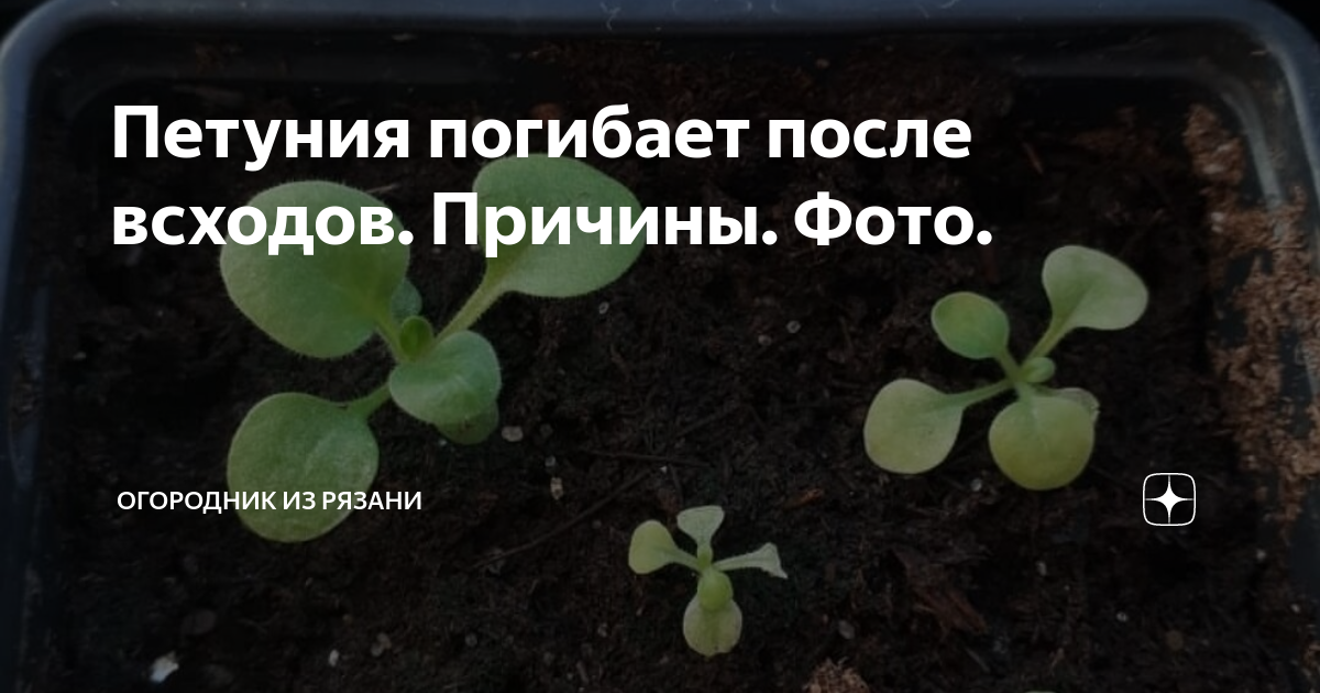 Почему гибнет петуния. Рассада петуньи полегает. Петуния пропадает после всходов. Петуния взошла и погибает. Гибнет петуния после всходов.