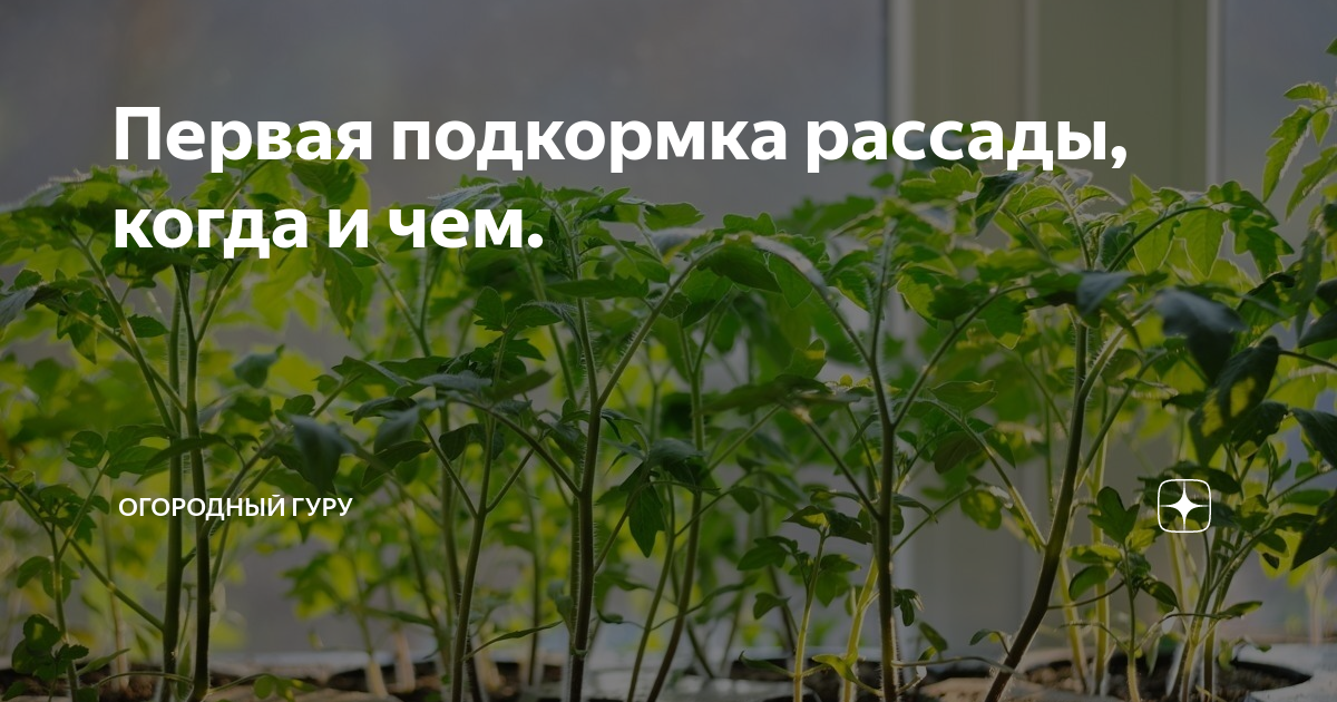 Огородный Колдун томат рассада. Первая подкормка рассады томатов. Удобрение для рассады томатов и перца. Банановая подкормка для рассады помидор и перцев