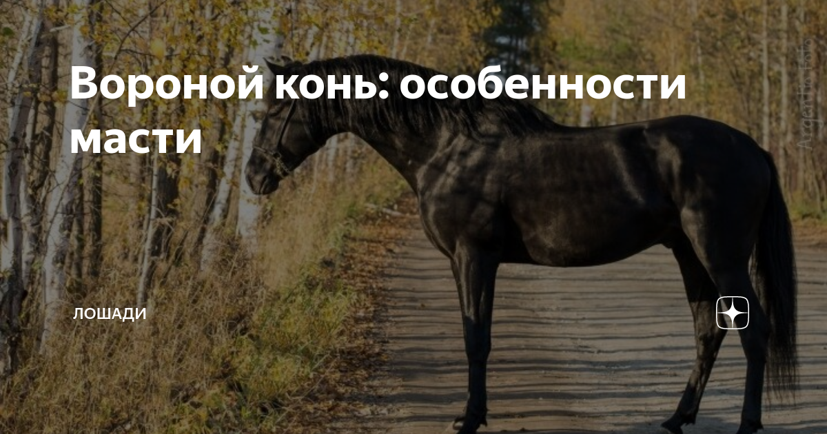 Вороной конь: особенности масти | ЛОШАДИ | Дзен