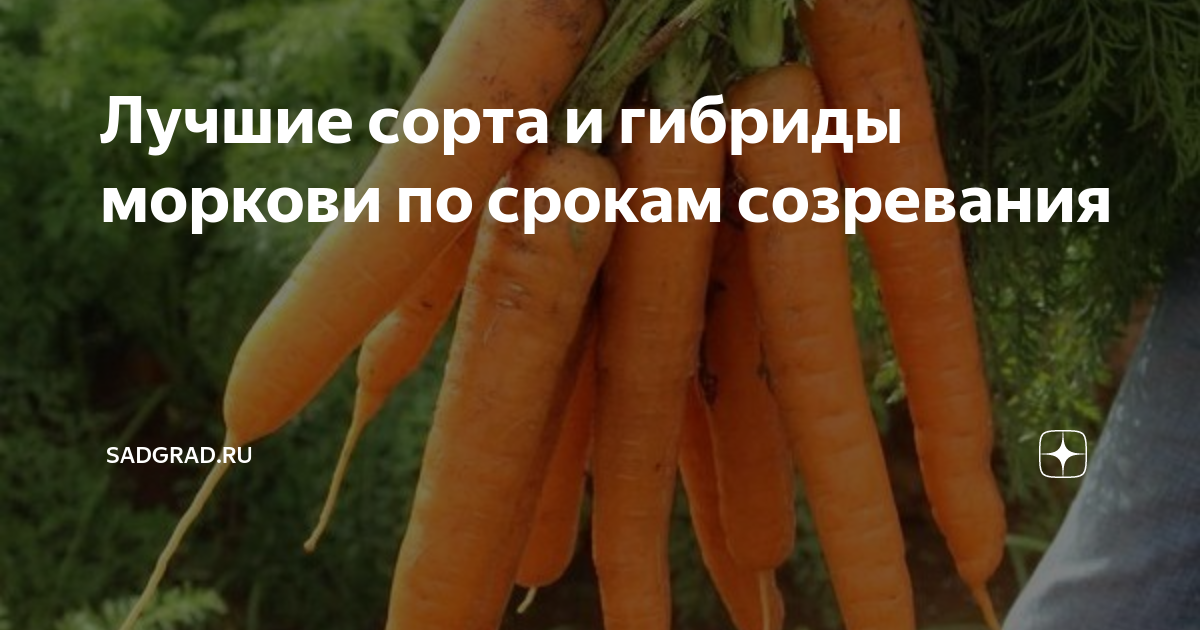 Морковь для консервации: виды с тонкой кожурой
