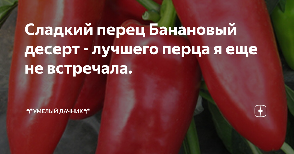 Сладкий перец Банановый десерт - лучшего перца я еще не встречала. | 🌱 ...