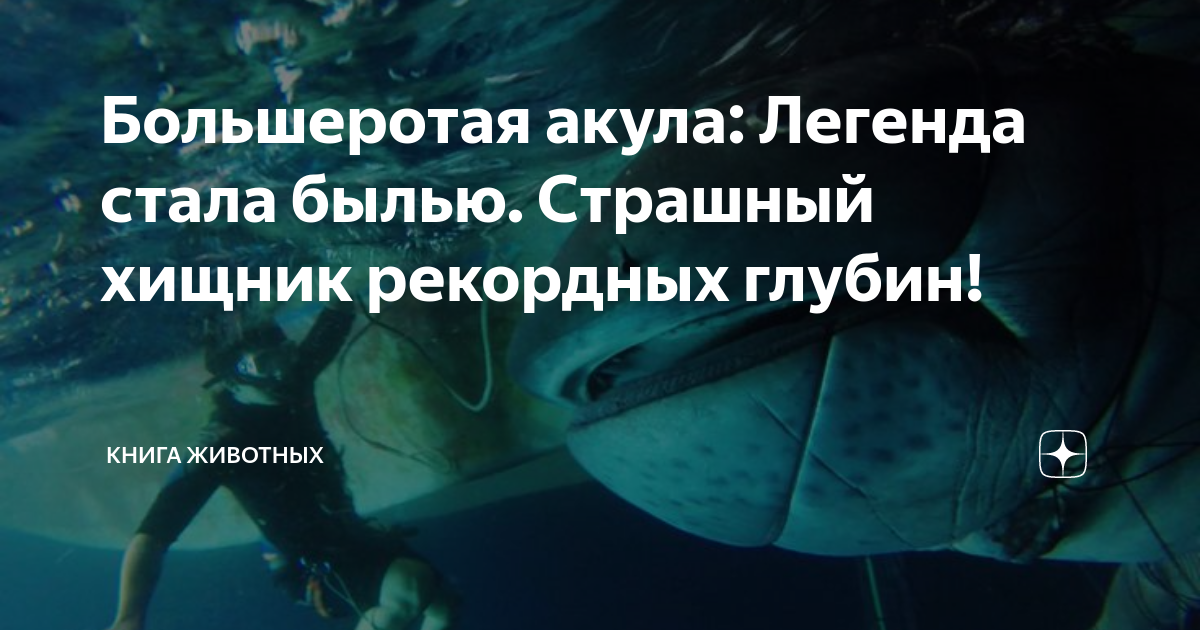 Большеротая акула: Легенда стала былью. Страшный хищник рекордных ...
