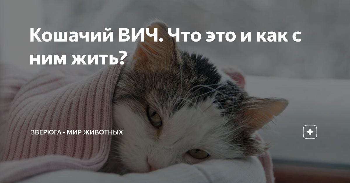 Теплые коты спид ап