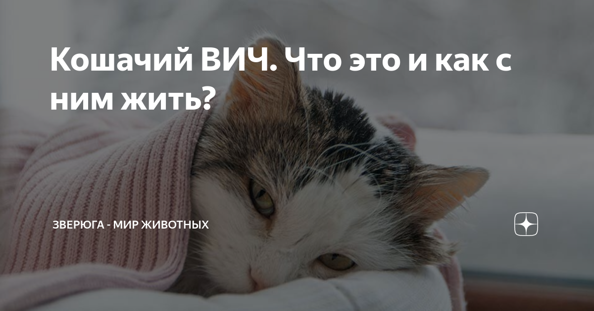 Теплые коты спид ап. Кошачий Вик для человека.