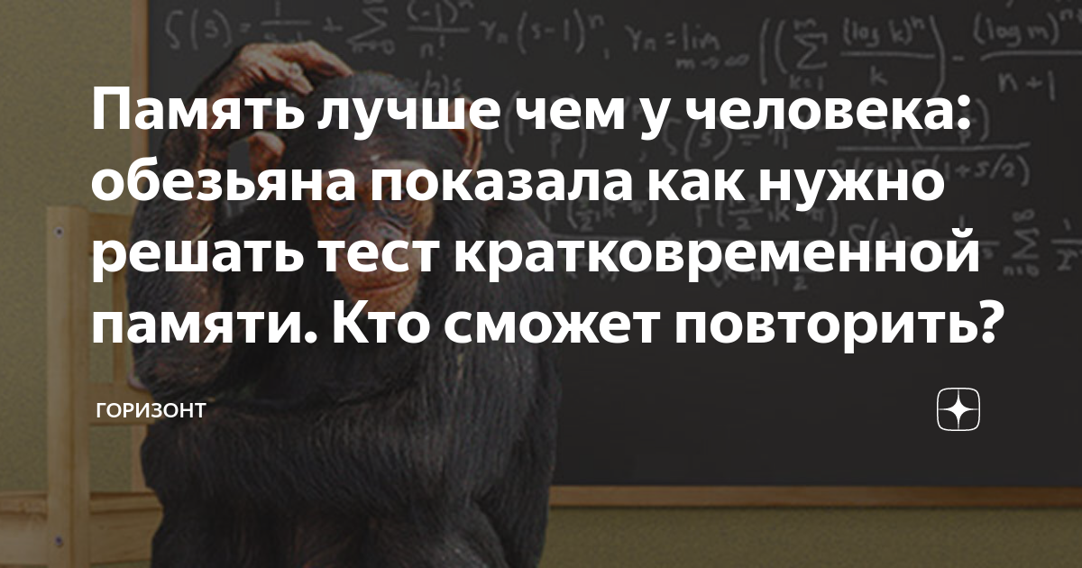 Память лучше чем у человека: обезьяна показала как нужно решать тест ...