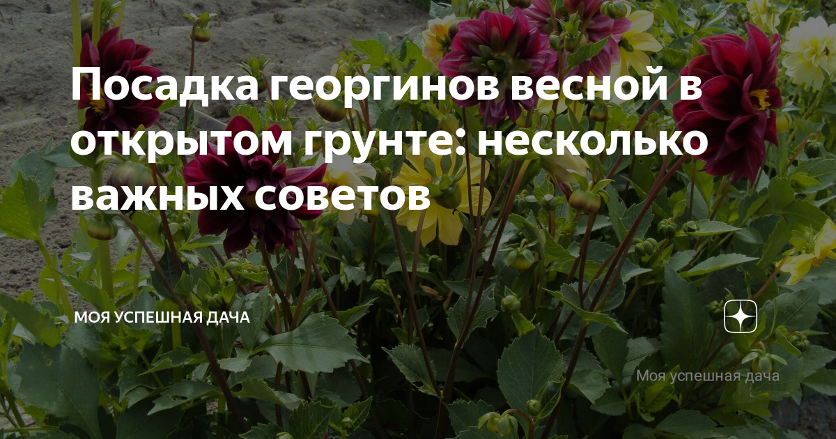 Схема посадки георгин в открытый грунт
