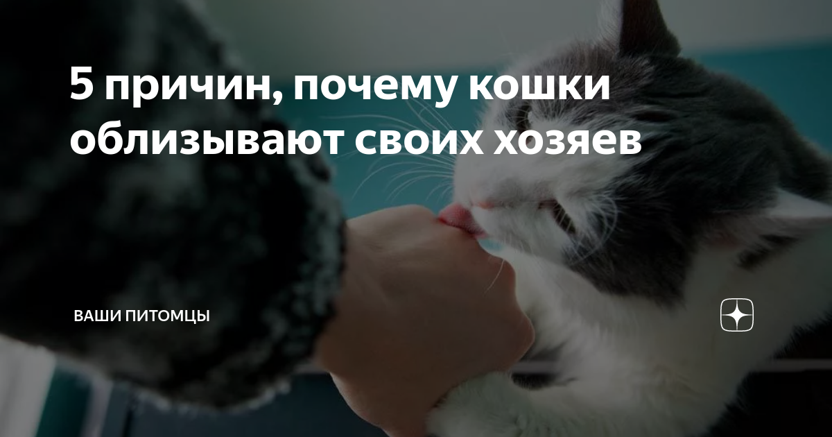 Почему кошка облизывает человека. Котята Облизываются хозяина. Почему кошки вылизывают. Почему коты облизывают своих хозяев. Почему коты облизывают хозяина.