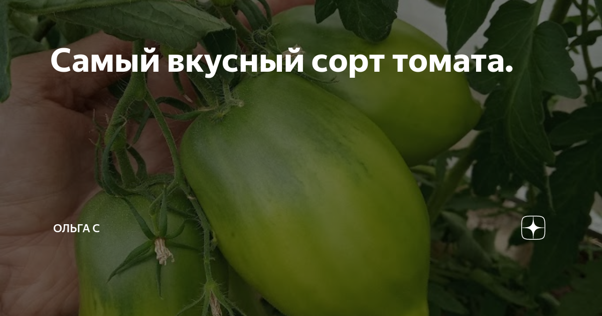 Самый вкусный сорт томата. | Ольга С | Дзен