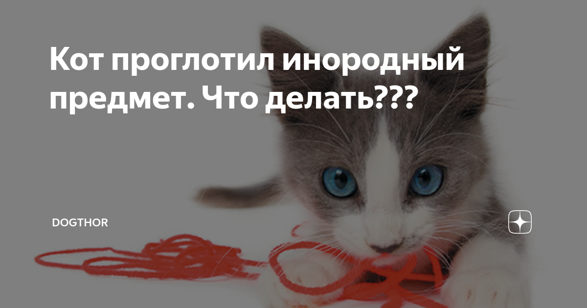 «Он что-то съел!» Что делать, если у питомца в ЖКТ инородное тело?