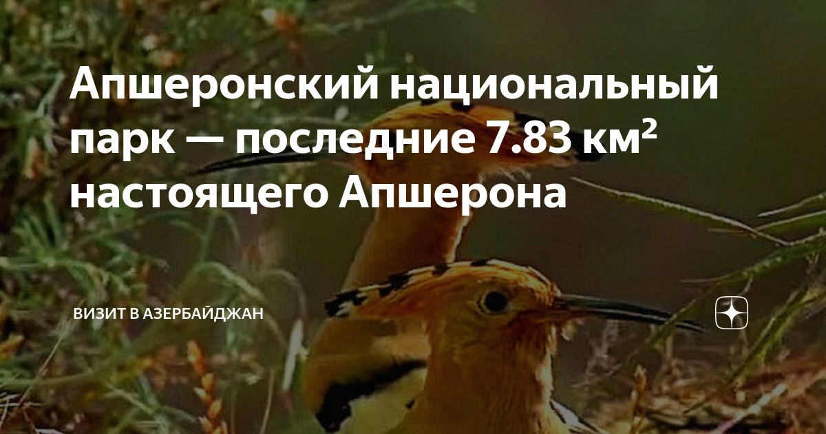 Апшеронский национальный парк — последние 7.83 км² настоящего Апшерона ...