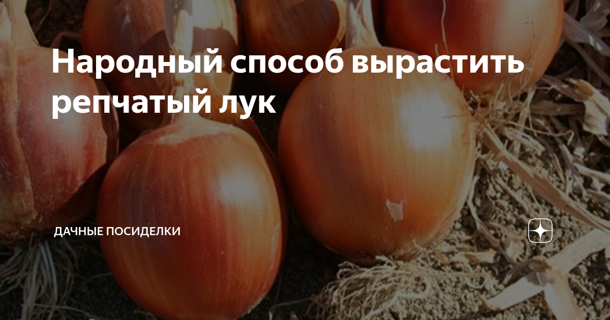Как вырастить репчатый лук: лучший способ народной мудрости [Сад и Огород sadogorod]