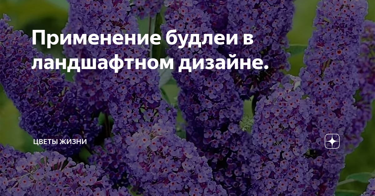 Будлея розовый восторг