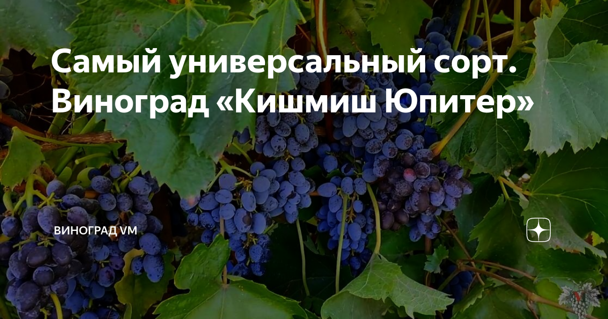 Самый универсальный сорт. Виноград «Кишмиш Юпитер» | Виноград VM | Дзен