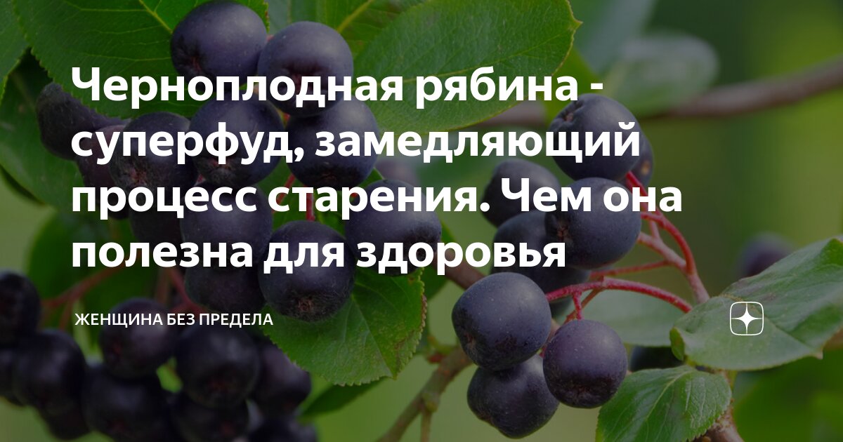 Черноплодная рябина (арония): лечебные свойства и противопоказания