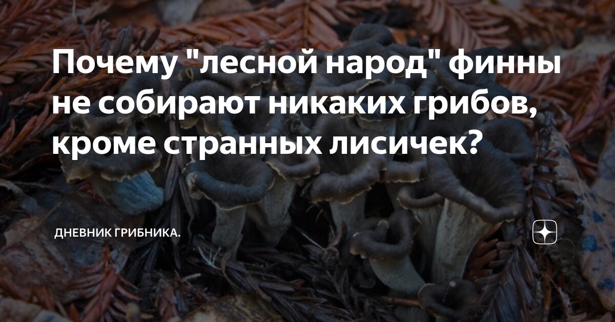Почему "лесной народ" финны не собирают никаких грибов, кроме странных ...