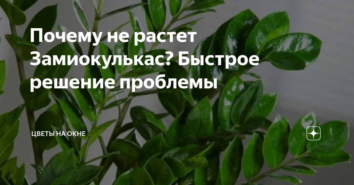 почему не растет лобелия