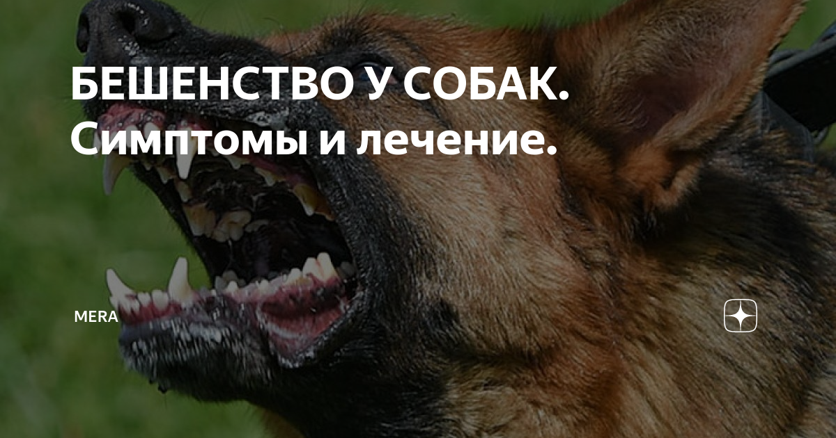 БЕШЕНСТВО У СОБАК. Симптомы и лечение. | Pet Fabric | Дзен