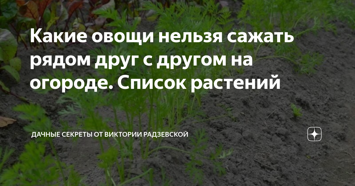 Какие дни в апреле нельзя сажать. Что нельзя сажать рядом. Что нельзя сажать рядом с виноградом на огороде. Что нельзя сажать рядом в саду