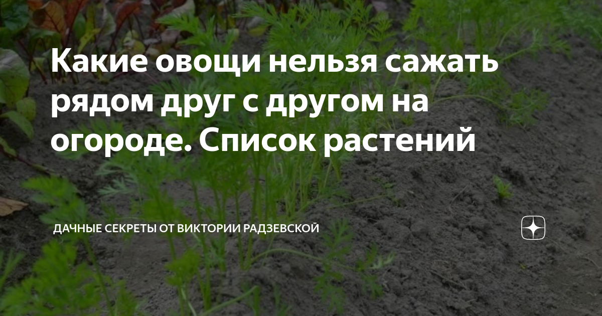 Что нельзя сажать рядом. Что нельзя сажать рядом с виноградом на огороде. Что нельзя сажать рядом в саду.