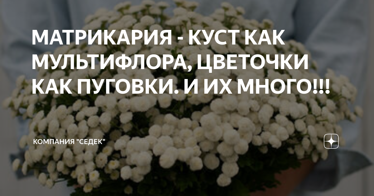 МАТРИКАРИЯ - КУСТ КАК МУЛЬТИФЛОРА, ЦВЕТОЧКИ КАК ПУГОВКИ. И ИХ МНОГО ...