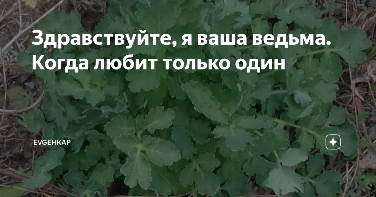 Evgehkap дзен здравствуйте я ваша ведьма