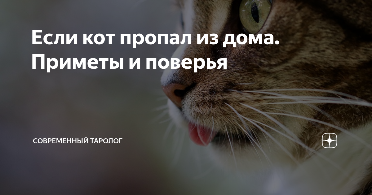 Кошка которая вернулась домой. Смешные приметы. Возвращаться – плохая примета. Возвращаться – плохая примета. Полдороги суеверие.
