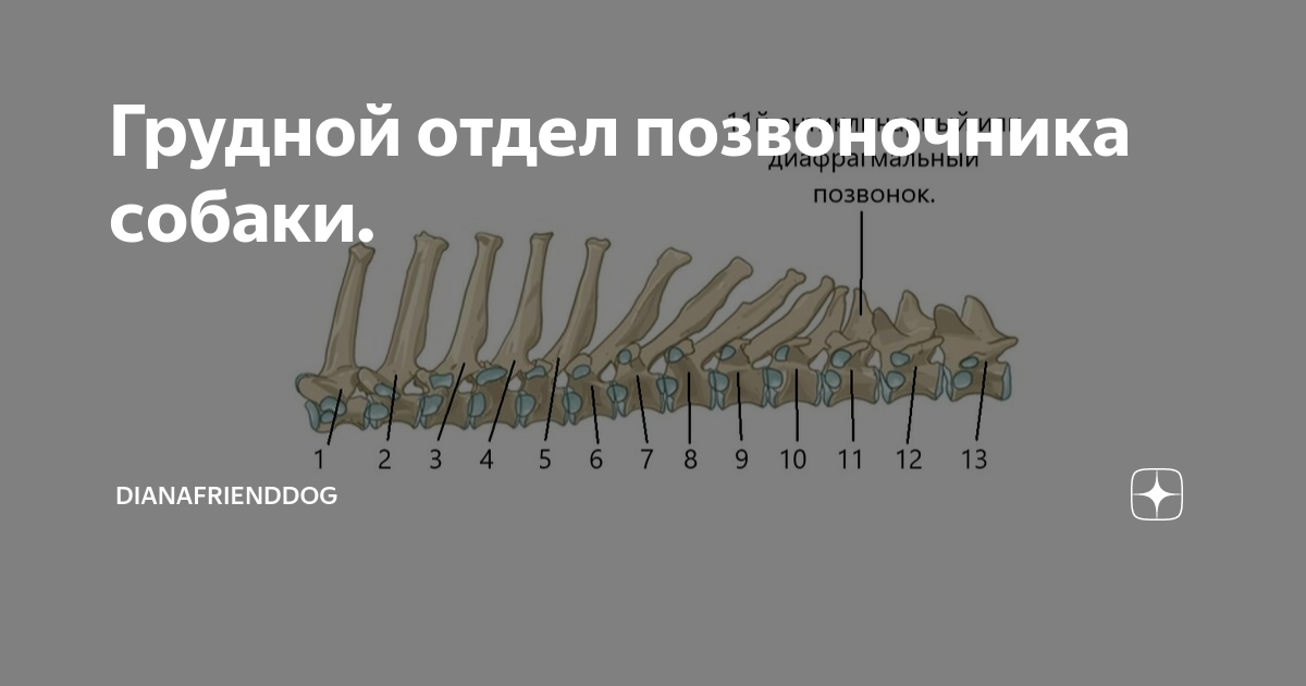 Как выглядит позвоночник собаки Грудной отдел позвоночника собаки. DianaFriendDog Дзен