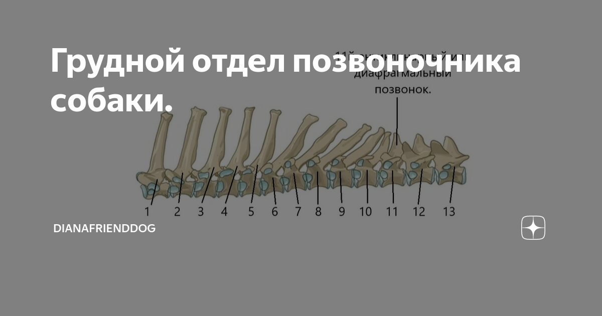 Дископатия у собак: симптомы, диагностика и лечение