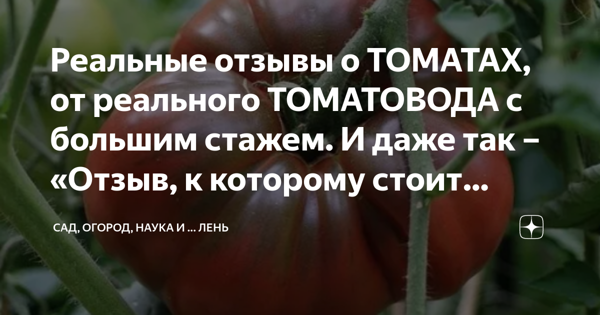 Реальные отзывы о ТОМАТАХ, от реального ТОМАТОВОДА с большим стажем. И ...