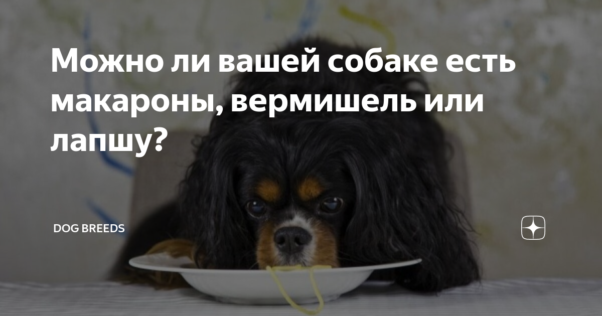Можно ли вашей собаке есть макароны, вермишель или лапшу? | Dog Breeds ...