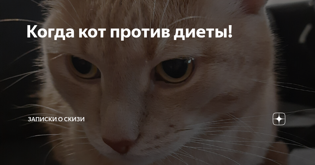 Скизи кот. Записки про кота скизи. Скизи кот. Скизи мазанкин дзен кот. Скизи кот.