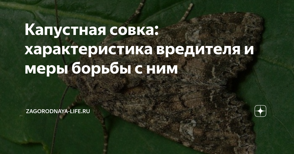 Капустная совка: характеристика вредителя и меры борьбы с ним ...