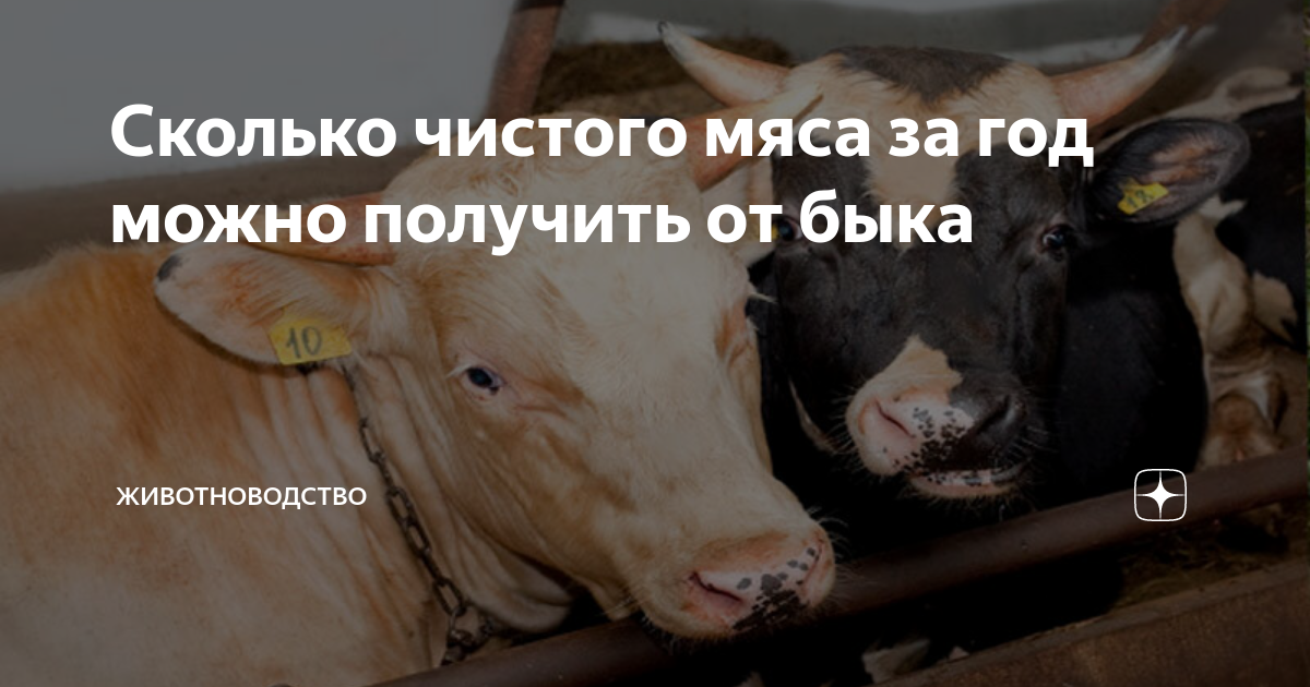 сколько мяса съедает человек в год