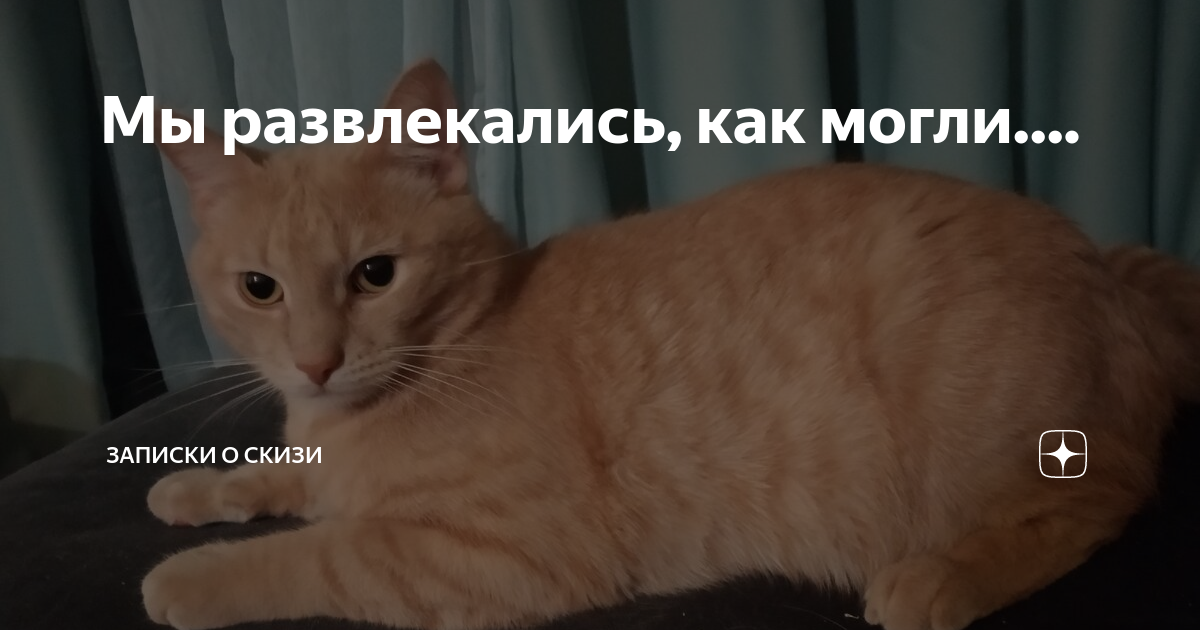 Скизи мазанкин кот дзен