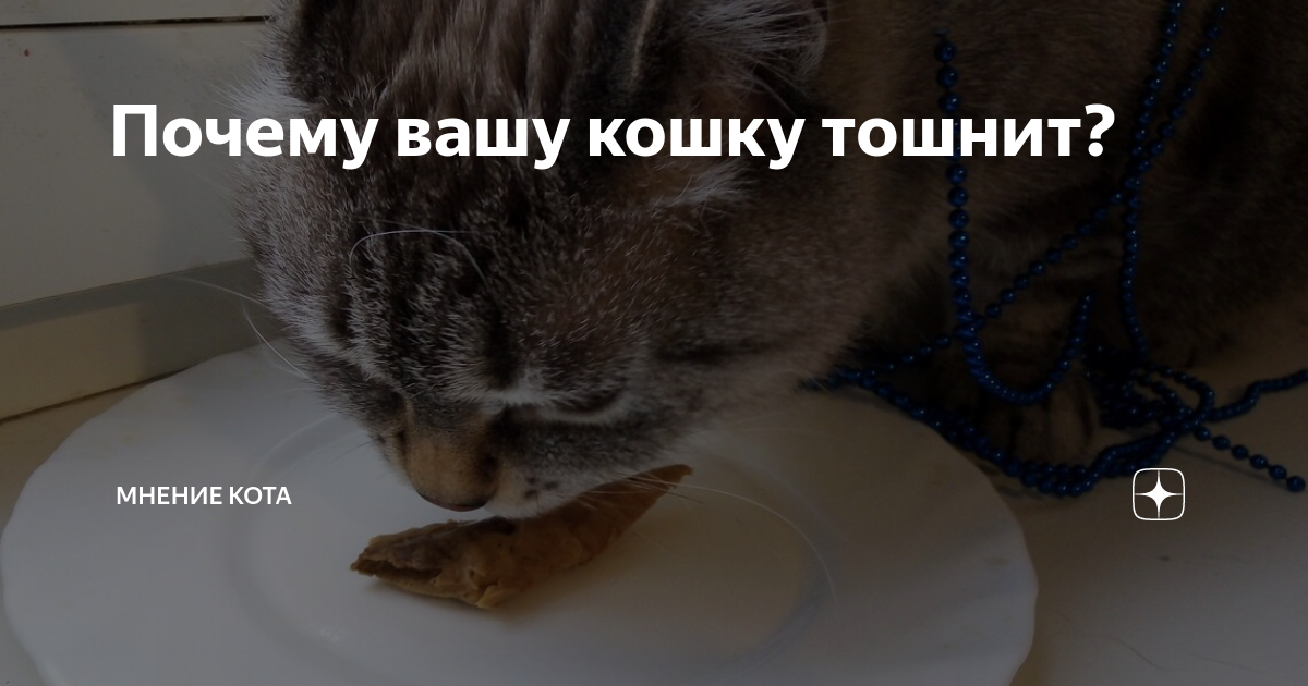 Кошку тошнит. Что делать если кошка блеванула.