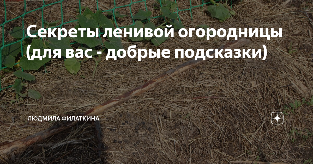 Секреты ленивых. Тайна ленивых дровосеков. тайны ленивых животных без интернета кликкер пабгuc.