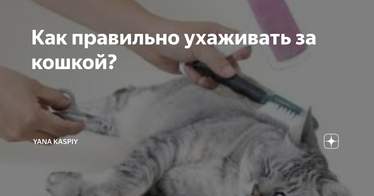 Как правильно ухаживать за кошкой? | Yana Kaspiy | Дзен