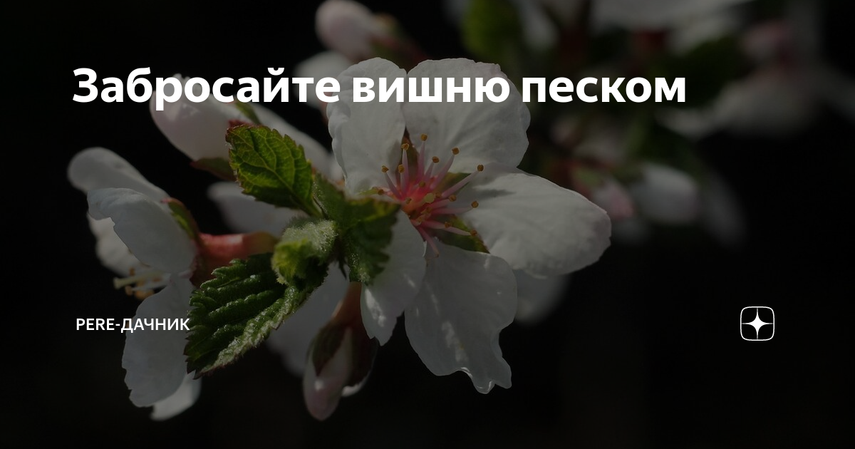 Ты скажи мне вишня. Опыление вишни песком. Искусственное опыление вишни песком. Как опылить вишню песком. Забросать вишню песком
