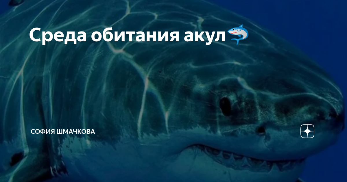 Обитателем какой среды является акула. Среда обитания акулы. левиафан кашалот. самая большая акула в мире мегалодон.