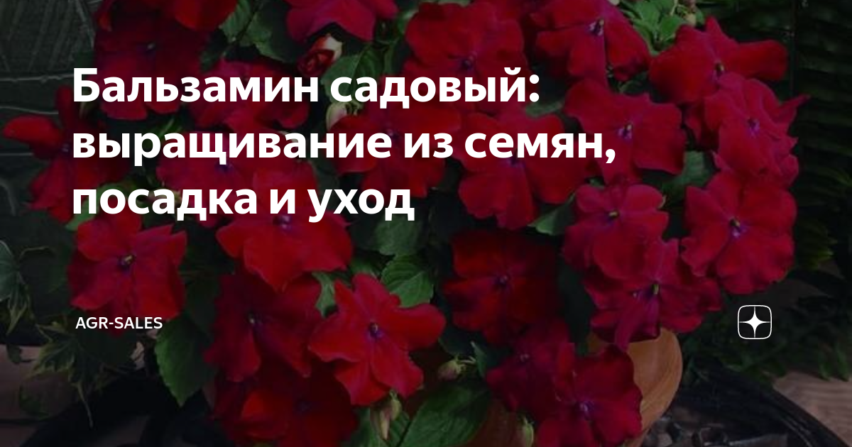 Бальзамин садовый: выращивание из семян в домашних условиях