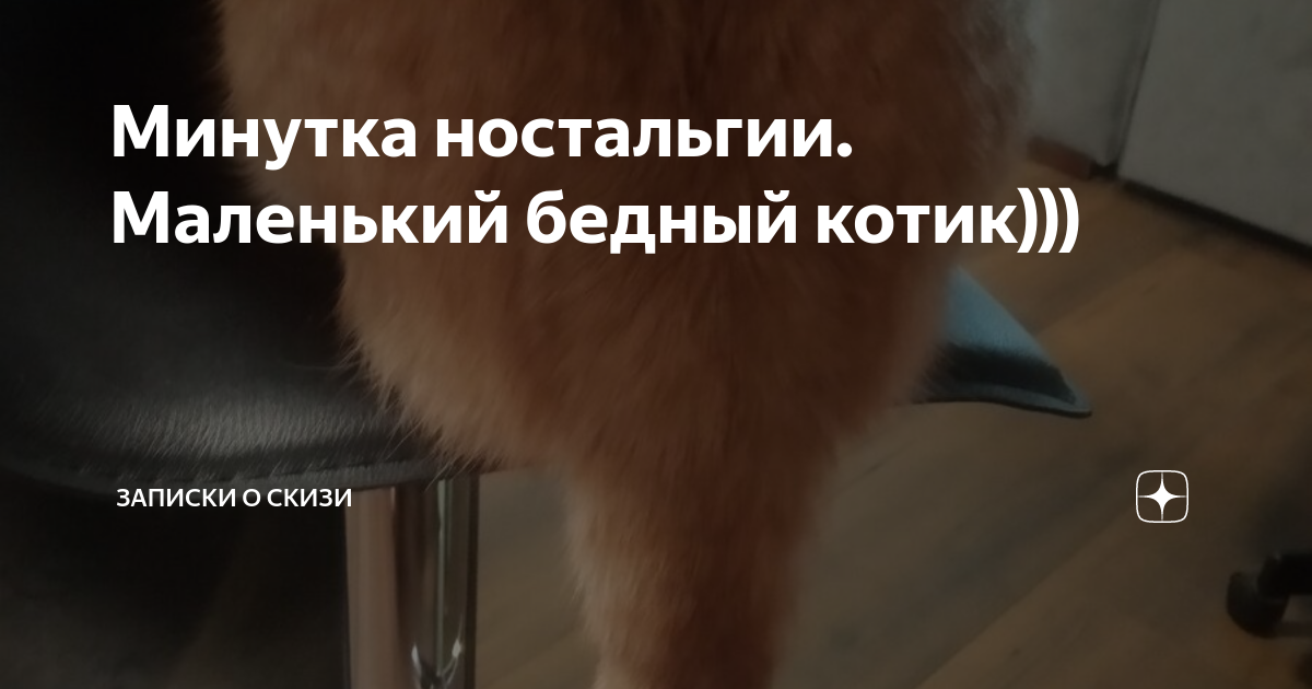 Минутка ностальгии. Маленький бедный котик))) | Записки о Скизи | Дзен