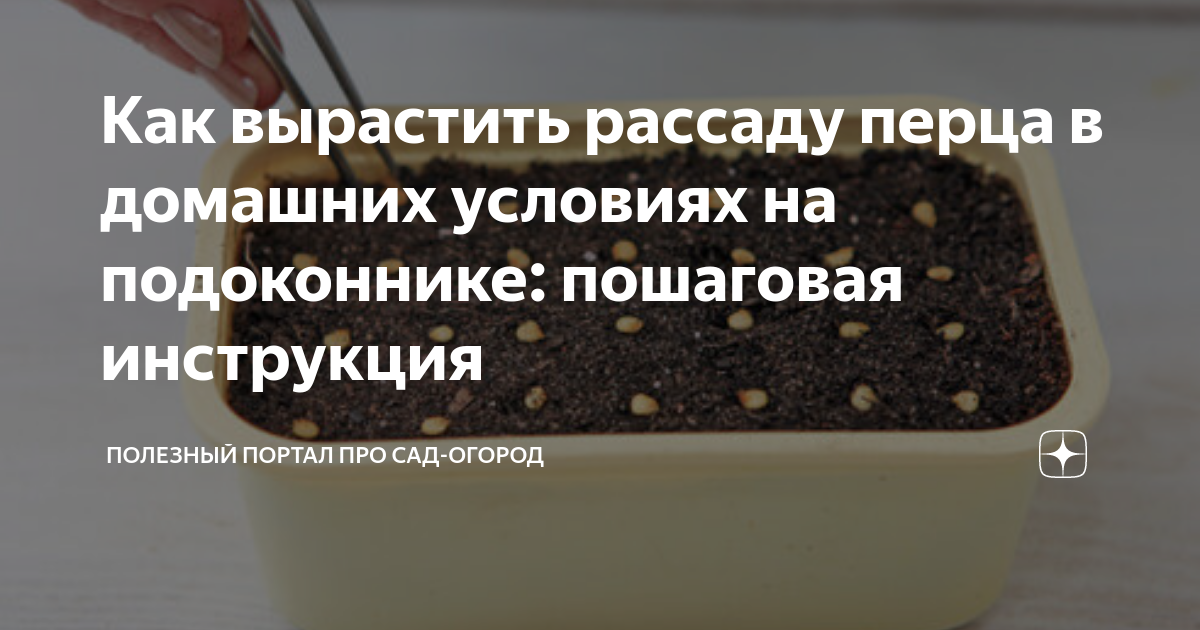 Как вырастить рассаду перца в домашних условиях на подоконнике ...