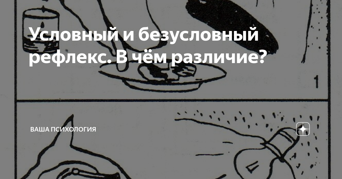 Условный и безусловный рефлекс. В чём различие? | Дивный Мир | Дзен