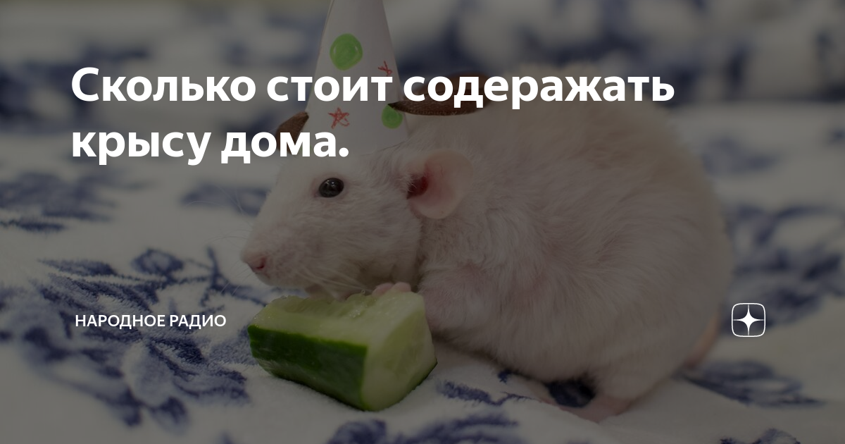 Сколько стоит содеражать крысу дома. | Народное радио | Дзен