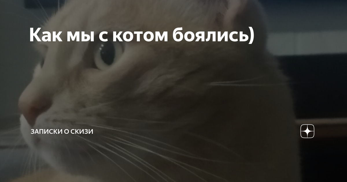 Скизи мазанкин кот дзен